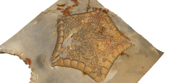 2021 le virus contrarie les activités de l&rsquo;AGA… pour son 50ième anniversaire !